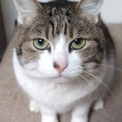キジ白６才♀