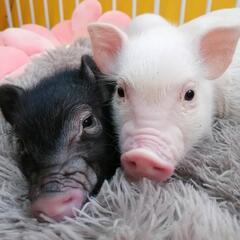 【Piglets】関西マイクロブタ販売