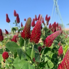 発芽確認済みストロベリー🍓キャンドル　タネ　の画像