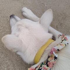 🐕わんちゃんカート🐕