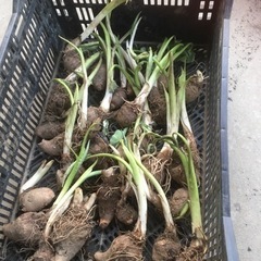 里芋 種芋 
