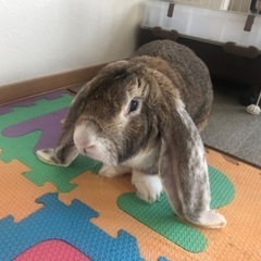 イングリッシュロップイヤー