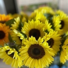 🌻ひまわり収穫スタッフ募集中🌻の画像