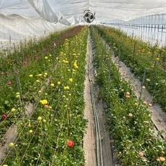 🌻ひまわり収穫スタッフ募集中🌻の画像