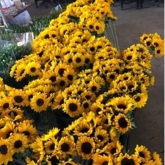 🌻ひまわり収穫スタッフ募集中🌻の画像