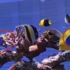 ※残り1匹　海水魚　ナンヨウハギ　