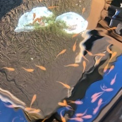 メダカ各種販売します。