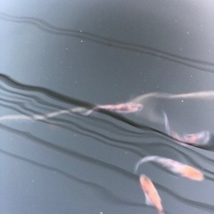 メダカ各種販売します。の画像