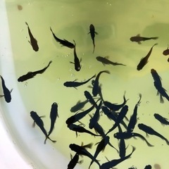 メダカ各種販売します。の画像