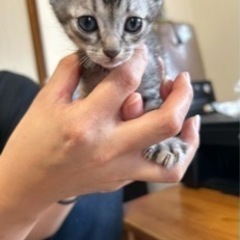 かわいい子猫ちゃん(決まりました)