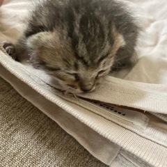 【募集終了致しました。ありがとうございました。】生後約2週間の女...