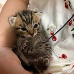 至急ミルクから育てた事のある方生後15日ぐらいの子猫ちゃんの里親...