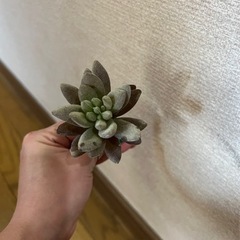 造花多肉植物な⑦