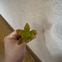 造花多肉植物⑧