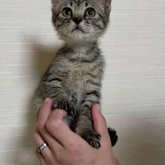 ぽぽ君1ヵ月半(家族が決まりました！)