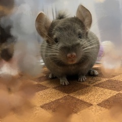 チンチラ シナモン 入荷しました💕