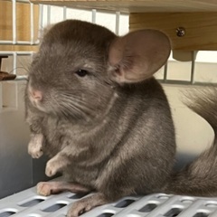 チンチラ シナモン 入荷しました💕 - 北九州市