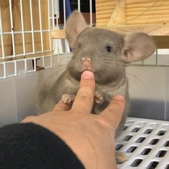 チンチラ シナモン 入荷しました💕 − 福岡県