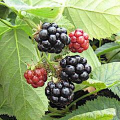 【レア】ブラックベリー　木いちご　木苺　木イチゴ　苗　挿し木　さ...