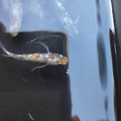 三色ラメ入メダカの有精卵30個