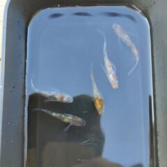 三色ラメ入メダカの有精卵30個の画像