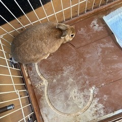 ウサギ(ドワーフ)