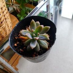 <サマーセール>【多肉植物】グラプトぺダルム属『秋麗(中型)』／3号(9cm)ポット入り(SHR100)の画像