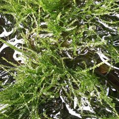 🌱無農薬栽培　ウィローモス🌱　⑦