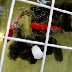 金魚の卵　先着2名