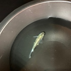 夢中メダカさんのマリアージュ卵1000円の画像