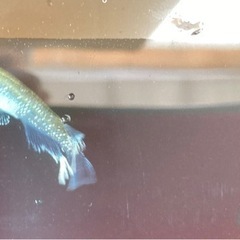 夢中メダカさんのマリアージュ卵1000円の画像