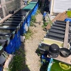 ミックスめだか１０匹500円（１０匹以上での販売になります）の画像