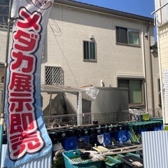 ミックスめだか１０匹500円（１０匹以上での販売になります）の画像