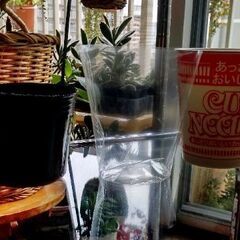 【観葉植物】スパイダープラント／オリヅルラン_カップヌードル鉢カバー入りA-TYPEの画像