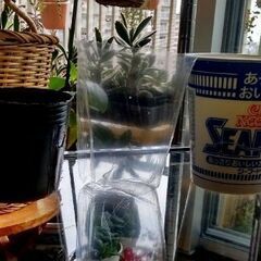 【観葉植物】スパイダープラント／オリヅルラン_カップヌードル鉢カバー入りB-TYPEの画像