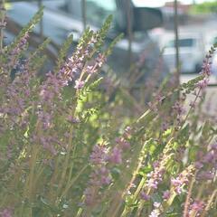浮草と水草（水槽などに如何でしょうかの画像
