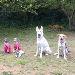 ５月12日☀️夜須で犬のしつけ教室やります🐶💓🧑の画像
