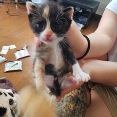 元気な子猫ちゃん