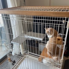 リッチェルの猫サークル譲ります