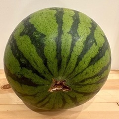 本日限定！農家直送！熊本植木スイカ　『春だんらん』の画像