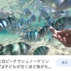 ６日１４時〜シュノーケリング🤿🐟行きませんか？？