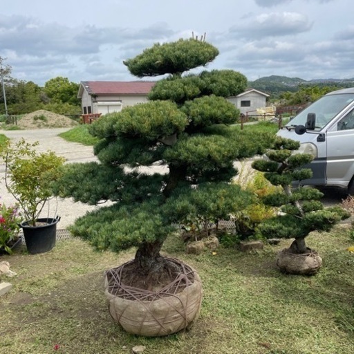 五葉松（特大サイズ） 五葉松 大型盆栽
