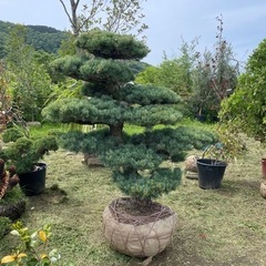 五葉松『特大』兵庫県内限定。インテリア・住まい・小物-植物/観葉植物