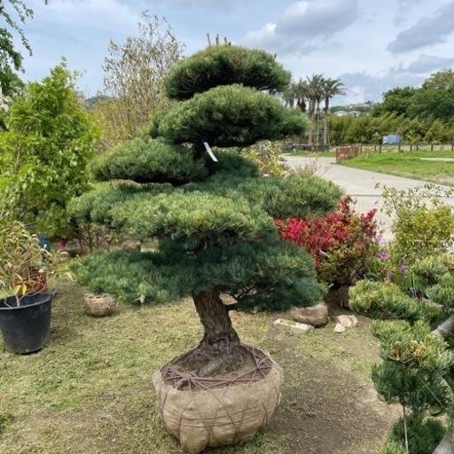 五葉松『特大』兵庫県内限定。インテリア・住まい・小物-植物/観葉植物