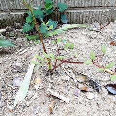 たら芽　苗