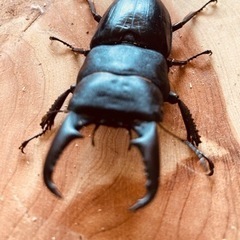本土ヒラタクワガタ2ペアセット