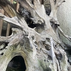 掘り出しの根株の画像