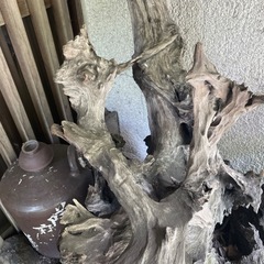 掘り出しの根株の画像