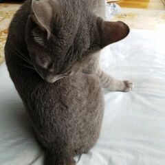 ４才の雄ねこ(去勢済)里親さん決まりました。