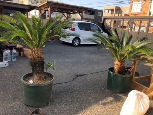 蘇轍X2